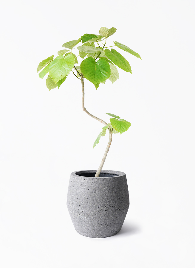 フィカス ウンベラータ 7号 | 観葉植物の通販ならHitoHana（ひと