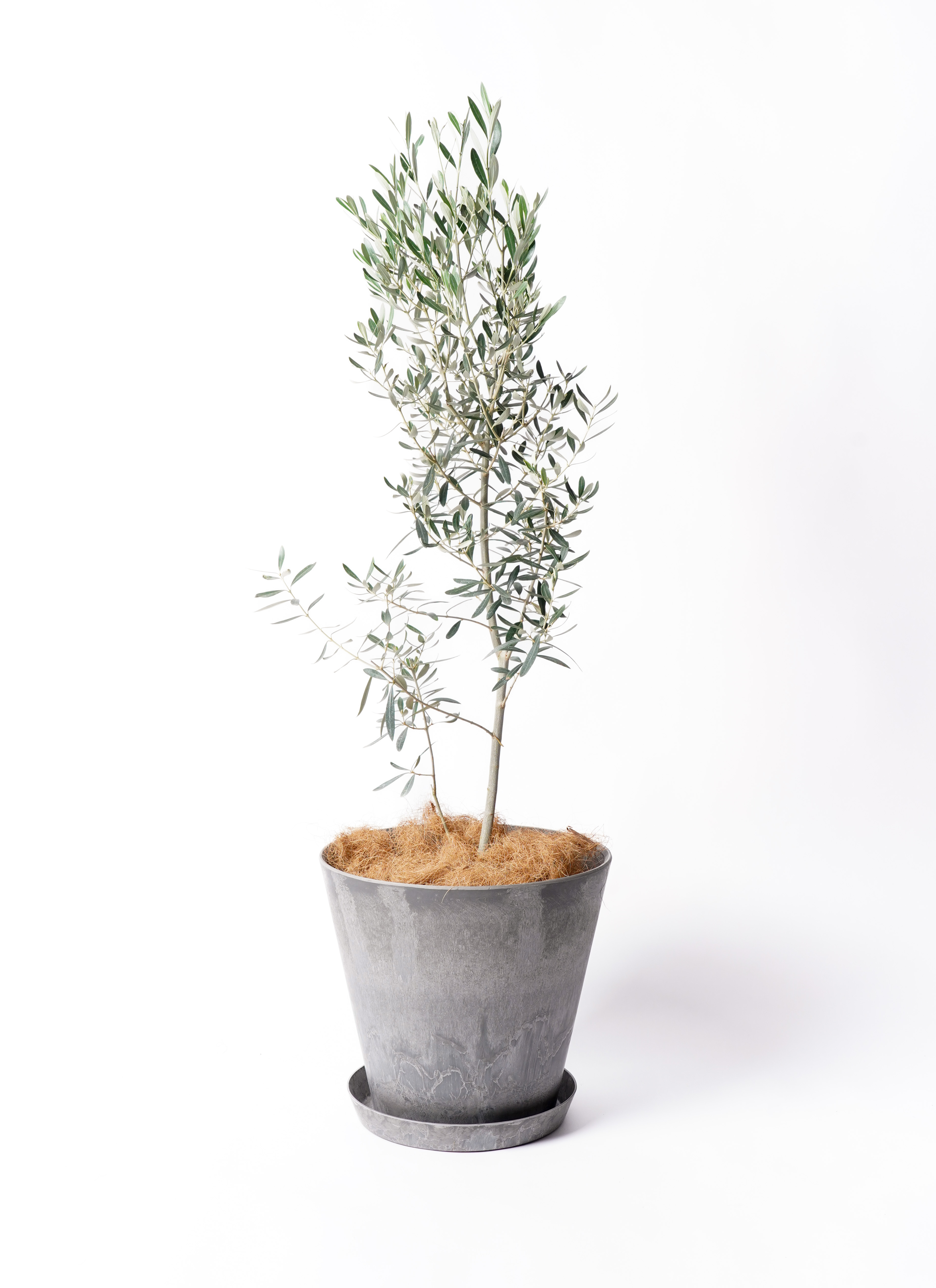 オリーブの木 チプレッシーノ SOUJU 8号鉢植え
