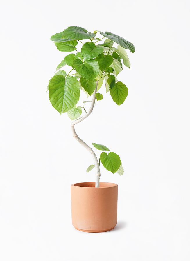 y*i様 ウンベラータ 曲がり 観葉植物 約110センチ 3 観葉植物 フィカス ウンベラータ 6号 曲り インティ シリンダー