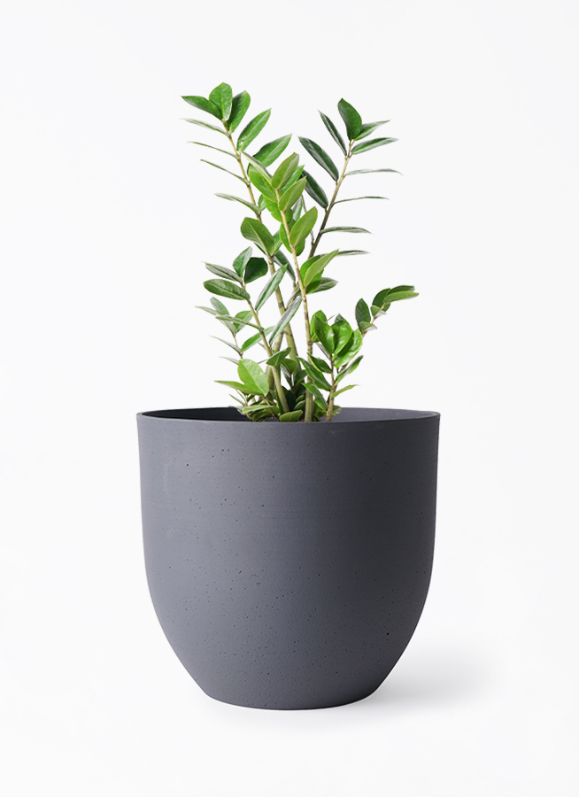 観葉植物 ザミオクルカス 6号 インティ グレー 付き | 観葉植物なら