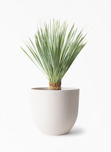No.6ユッカ ロストラータ yucca-rostrata-174_1.jpg?