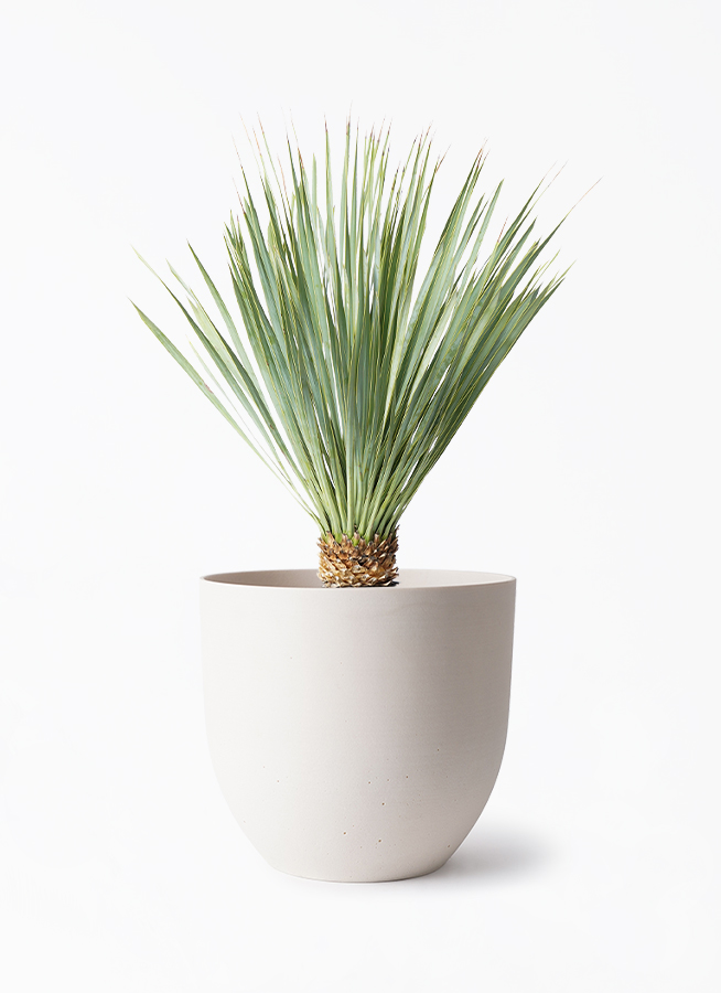 観葉植物 ユッカ 6号 ロストラータ インティ ホワイト 付き | 観葉植物
