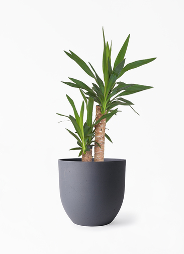ユッカ 観葉植物　美株 観葉植物 ユッカ 6号 ノーマル インティ グレー 付き | 観葉植物なら