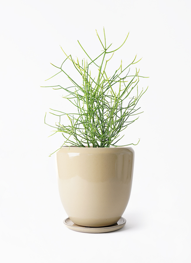 新宿でお渡し限定‼️【観葉植物】 ミルクブッシュ大型株❤️ 鉢 新宿でお渡し限定‼️【観葉植物】 ミルクブッシュ大型株❤️ 鉢