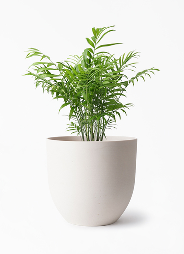 table-palm-520_1.jpg?1724299472