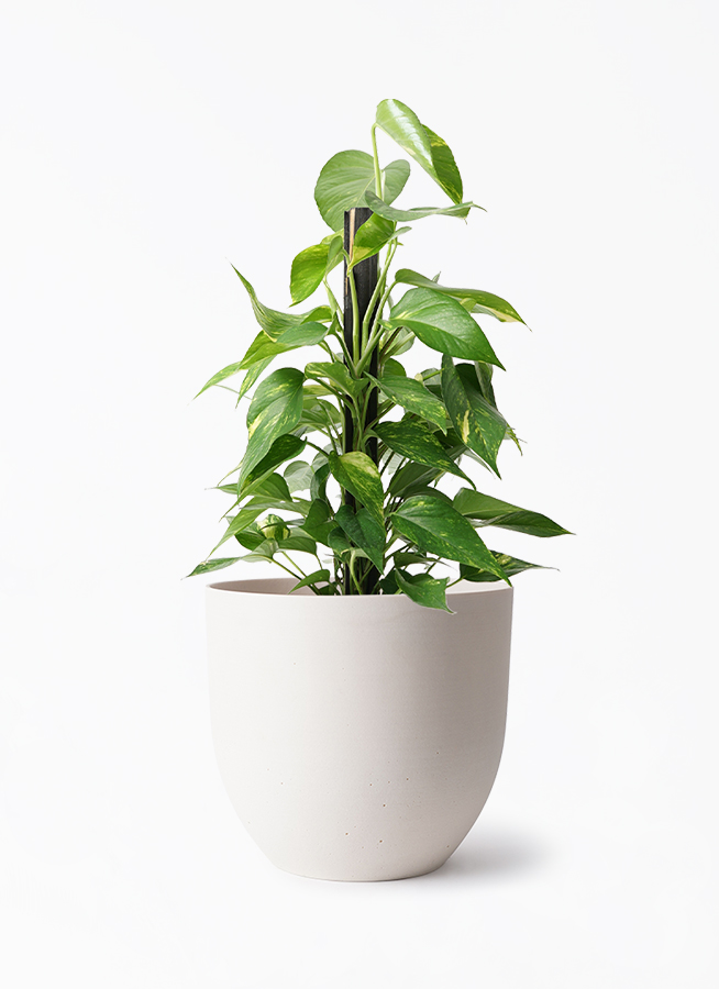 pothos-1372_1.jpg?1724299575