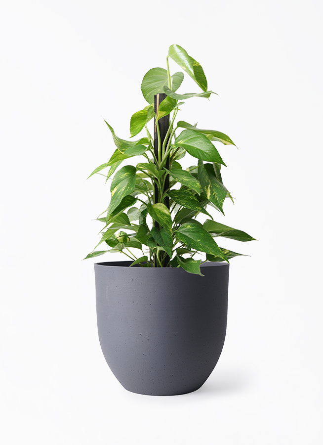 観葉植物 ポトス 6号 インティ グレー 付き | 観葉植物ならHitoHana