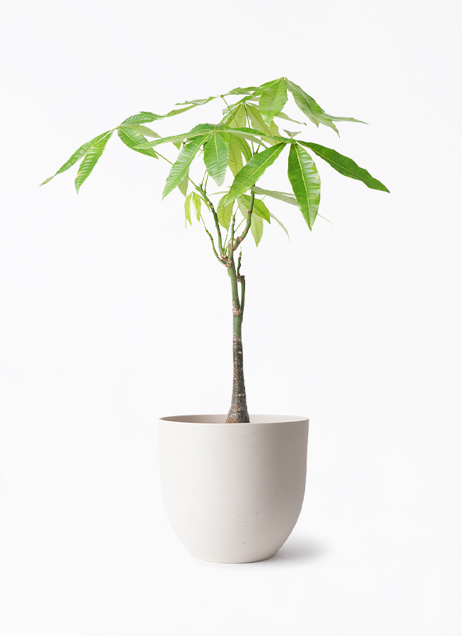 観葉植物 パキラ 6号 実生（みしょう） インティ ホワイト 付き | 観葉