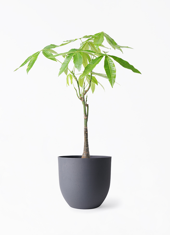 pachira-1829_1.jpg?1724299630