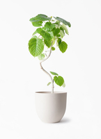 ［現品］42番　フィカス　ウンベラータ　曲がり　8号　観葉植物　室内　大型　人気 観葉植物 本物 フィカス ウンベラータ 曲がり樹形 8号鉢 大型