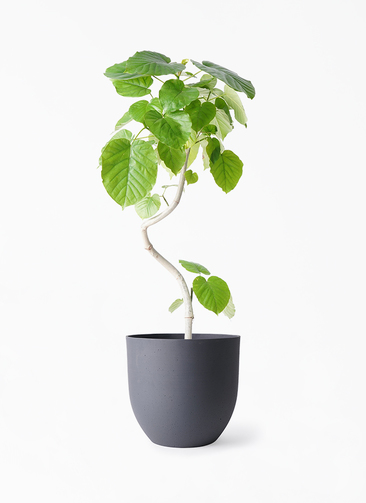 観葉植物 フィカス ウンベラータ 6号 曲り インティ グレー 付き
