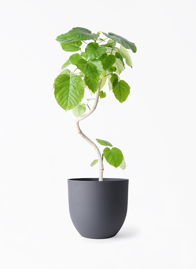 ficus-umbellata-1194_1.jpg?