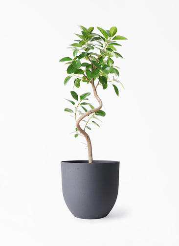 ficus-rubiginosa-magari-324_1.