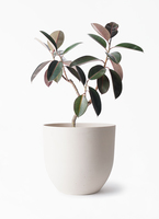 ficus-burgundy-magari-241_1.