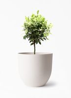 ficus-benjamina-golden-244_1.