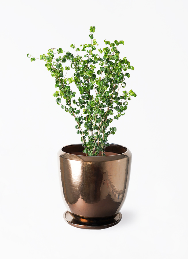 フィカス ベンジャミン バロック 160cm 手渡し希望