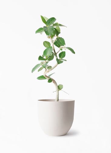 ficus-benghalensis-1129_1.jpg?