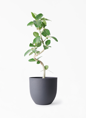 ficus-benghalensis-1127_1.jpg? ficus-benghalensis-1127_1.jpg?