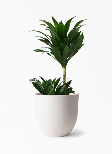 観葉植物 ドラセナ コンパクター 6号 インティ ホワイト 付き | 観葉