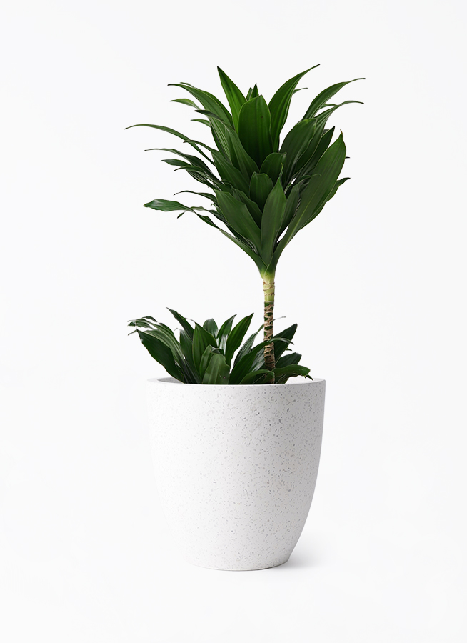 【引取特価】【美形】破格！ドラセナ約80cm 6号鉢 ドラセナ コンパクター 6号 | 観葉植物の通販ならHitoHana（ひとはな）