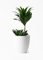 観葉植物 ドラセナ コンパクター 6号 ジュートバスケット ツートーン