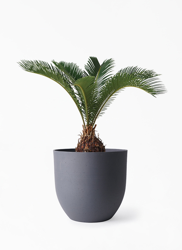 ソテツ　６点 cycas-revoluta-468_1.jpg?