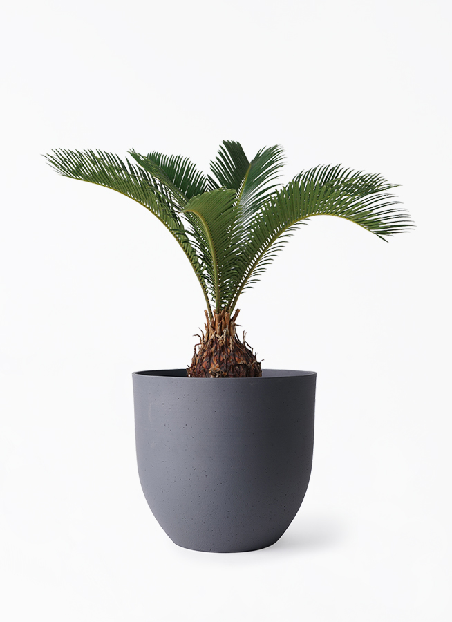 観葉植物 ソテツ 6号 インティ グレー 付き | 観葉植物ならHitoHana