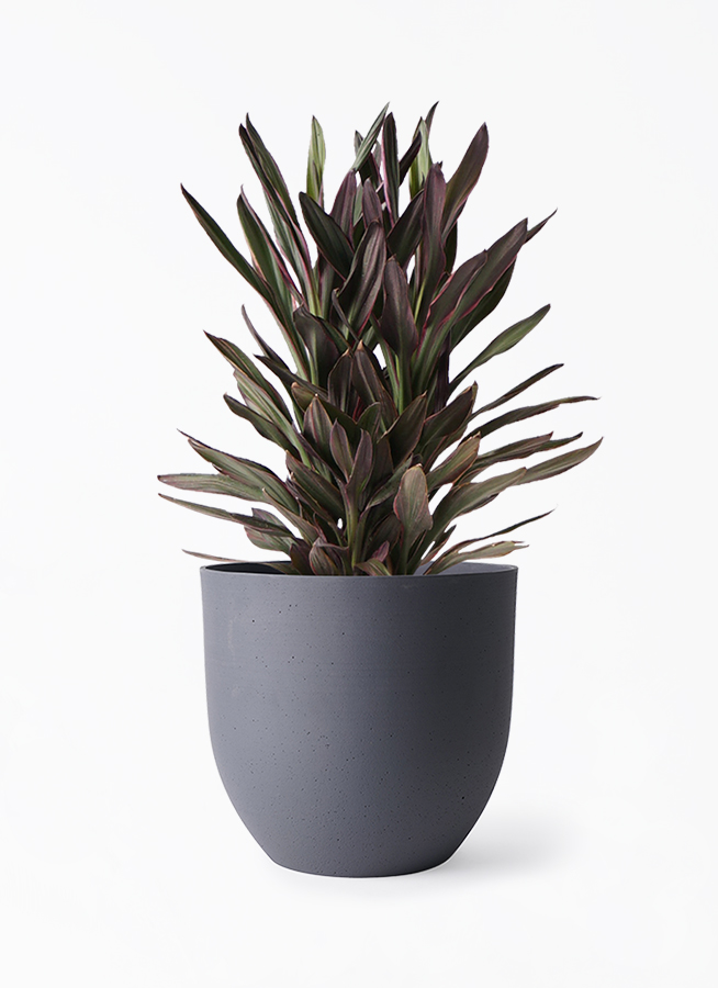 コルジリネ サンゴ 7号 希少 美品 2 観葉植物 コルディリネ (コルジリネ) サンゴ 6号 インティ グレー 付き