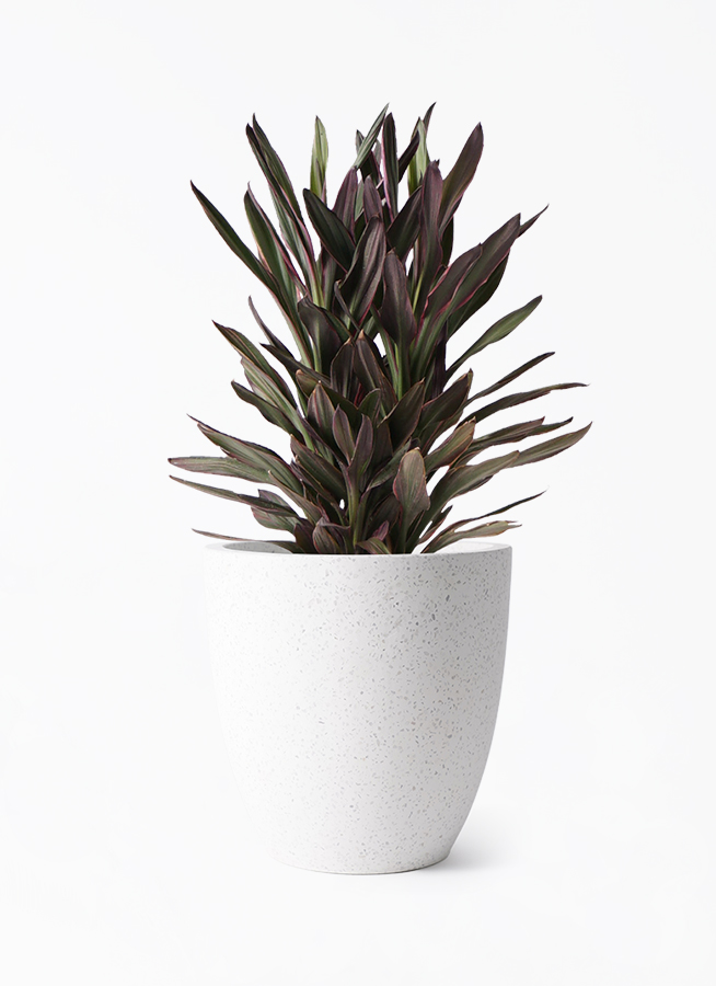 コルディリネ (コルジリネ) サンゴ | 観葉植物通販HitoHana(ひとはな)