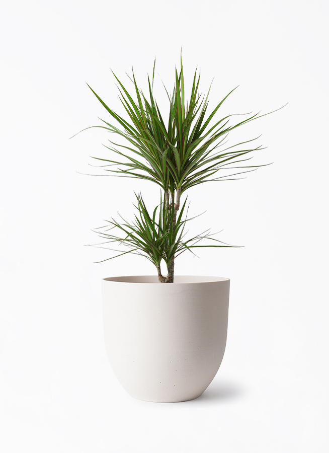 観葉植物 ドラセナ コンシンネ 6号 インティ ホワイト 付き | 観葉植物