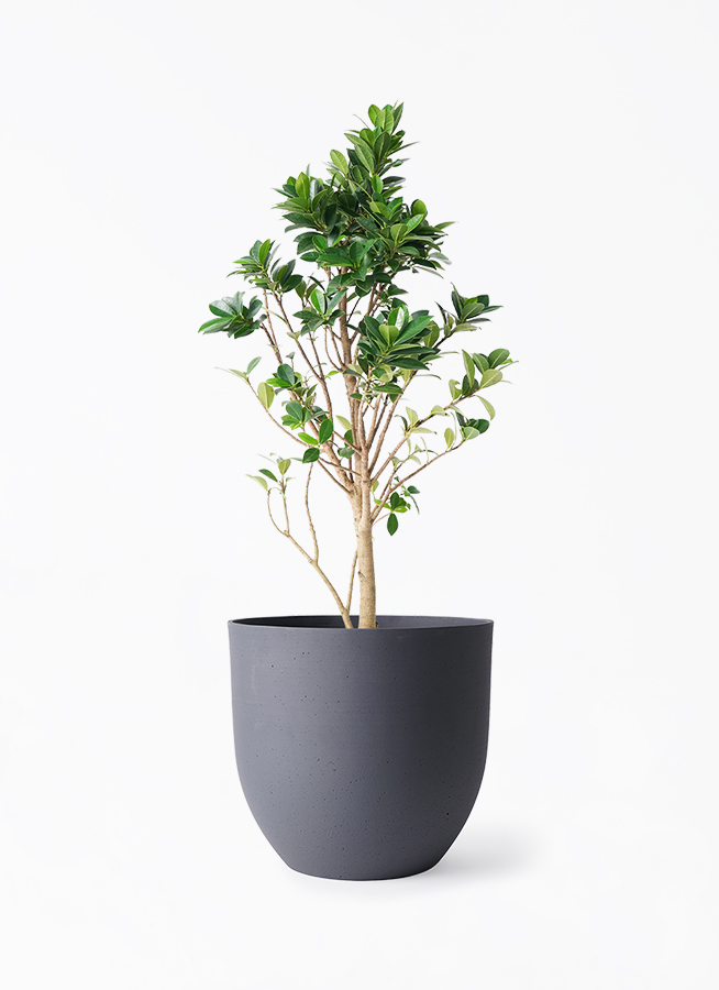 観葉植物 ガジュマル 6号 ベビーリーフ インティ グレー 付き | 観葉