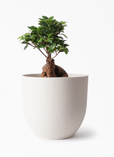 観葉植物 ガジュマル 6号 股仕立て インティ ホワイト 付き | 観葉植物