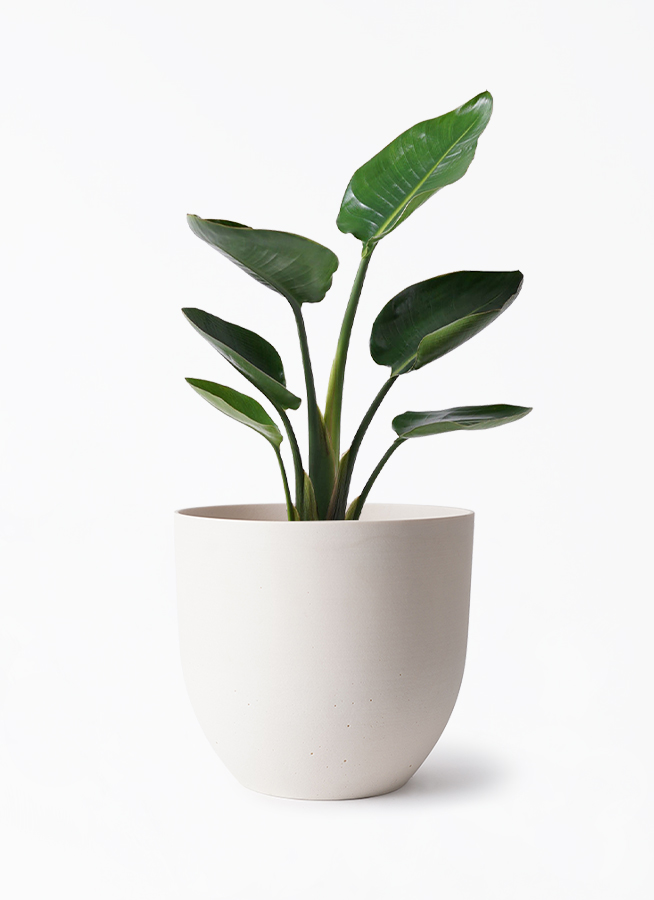 オーガスタ 6号 | 観葉植物の通販ならHitoHana