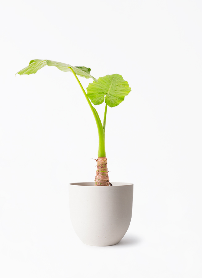 観葉植物 アロカシア 6号 オドラ（クワズイモ） インティ ホワイト