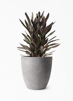 cordyline-coral-175_1.jpg?