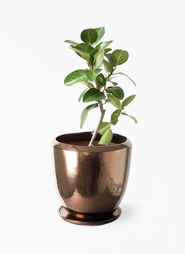 フィカス ベンガレンシス 観葉植物 おしゃれ 美品 限定 観葉植物 おしゃれ インテリア グリーン 育てやすい フィカス