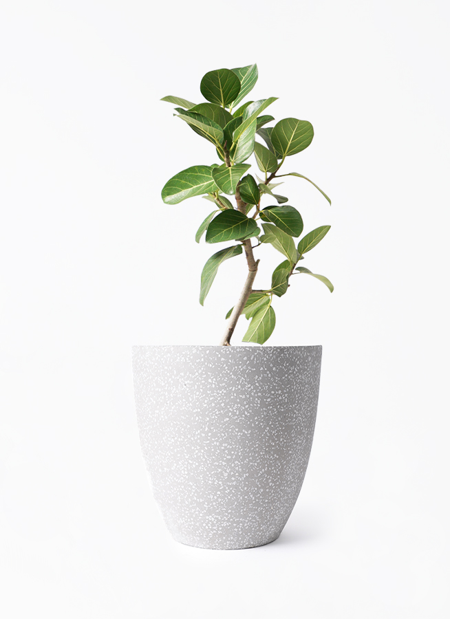 フィカス ベンガレンシス 6号 | 観葉植物通販 Hitohana（ひとはな）