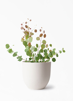 eucalyptus-244_1.jpg?1724307099