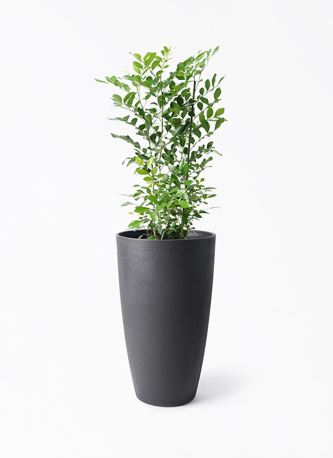 シルクジャスミン（げっきつ） 5号 | 観葉植物の通販ならHitoHana