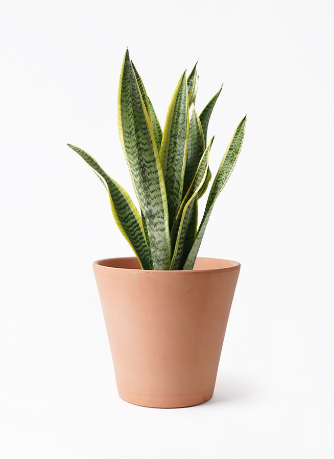 sansevieria-769_1.jpg?1724307382