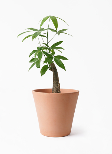 パキラの花様 リクエスト 2点 まとめ商品 観葉植物 パキラ 4号 朴 リア ピンク M 付き | 観葉植物なら