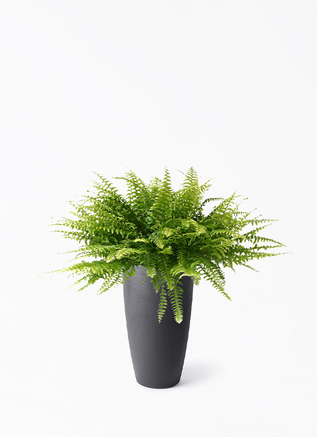 nephrolepis-255_1.jpg?1724307412
