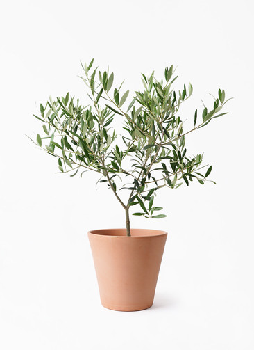 olive-1293_1.jpg?1724307418