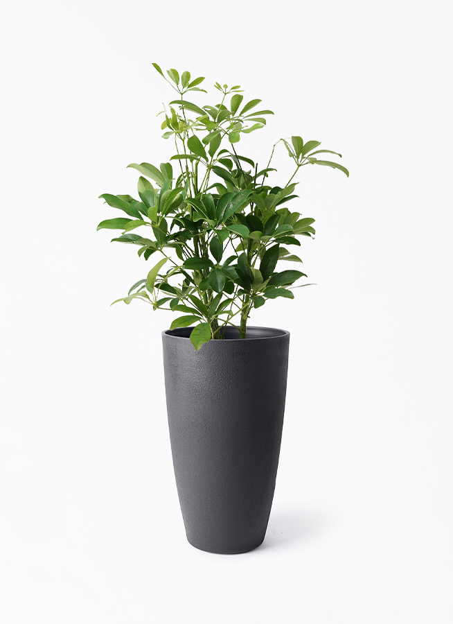 観葉植物 カポック（シェフレラ） 5号 ノーマル フォレスト トール