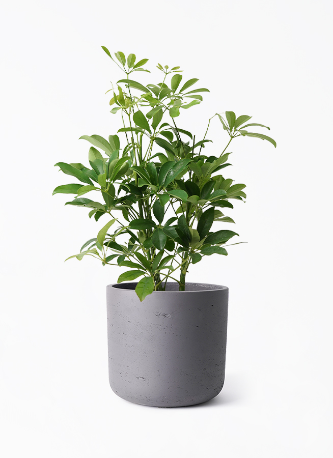 観葉植物 シェフレラ（カポック） 5号 ノーマル カッセル ユーポット