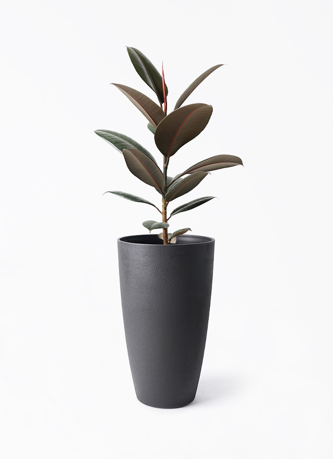 観葉植物 フィカス バーガンディ 5号 ノーマル フォレスト トール