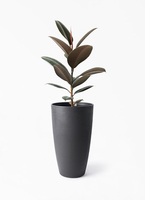 ficus-burgundy-238_1.jpg?