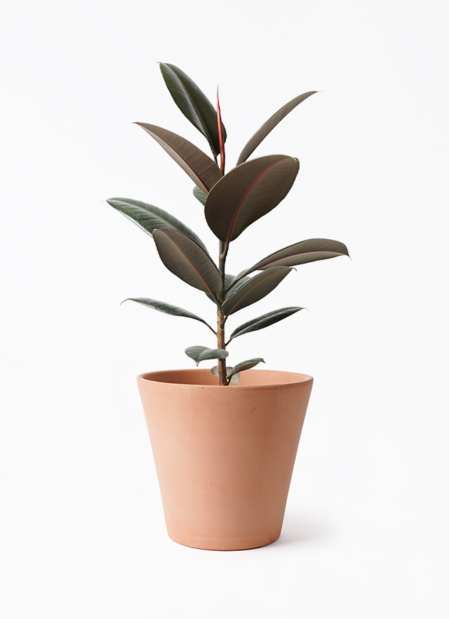 ficus-burgundy-235_1.jpg?