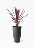 cordyline-redstar-191_1.jpg?