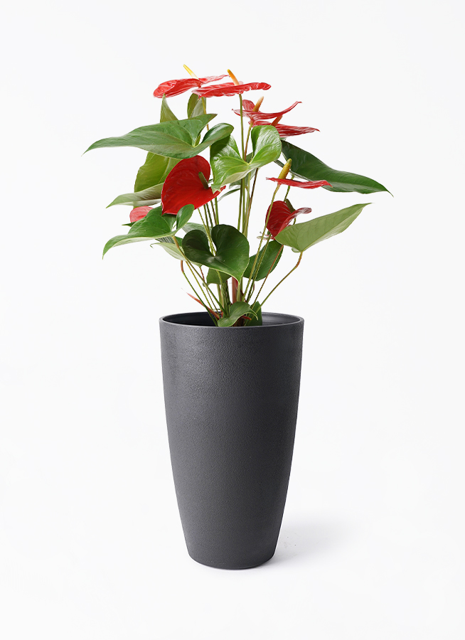 観葉植物 アンスリウム 5号 レッド フォレスト トール ブラック